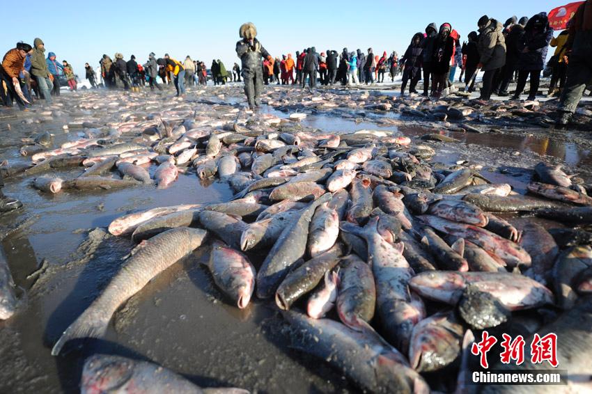 إنطلاق مهرجان صيد السمك الشتوي ببحيرة تشاقان وبيع أول سمكة ب788.888 ألف يوان
