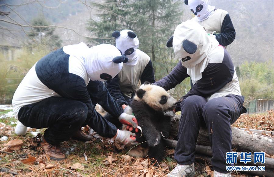 ثلاثة أشبال الباندا العملاقة في تدريبات برية ميدانية