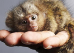 هونغ كونغ تعرض أصغر القرود فى العالم