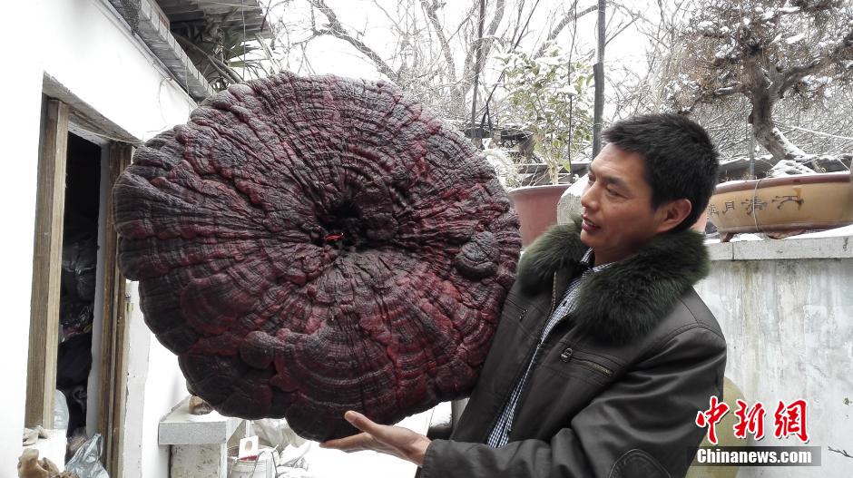 اكتشاف فطر عملاق بحجم مظلة فى الصين