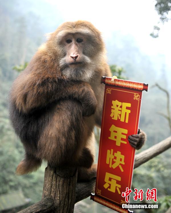 بالصور ..القرود تتقدم بالتهنئة بمناسبة عيد الربيع لسنة القرد