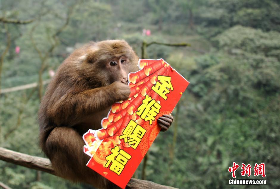 بالصور ..القرود تتقدم بالتهنئة بمناسبة عيد الربيع لسنة القرد
