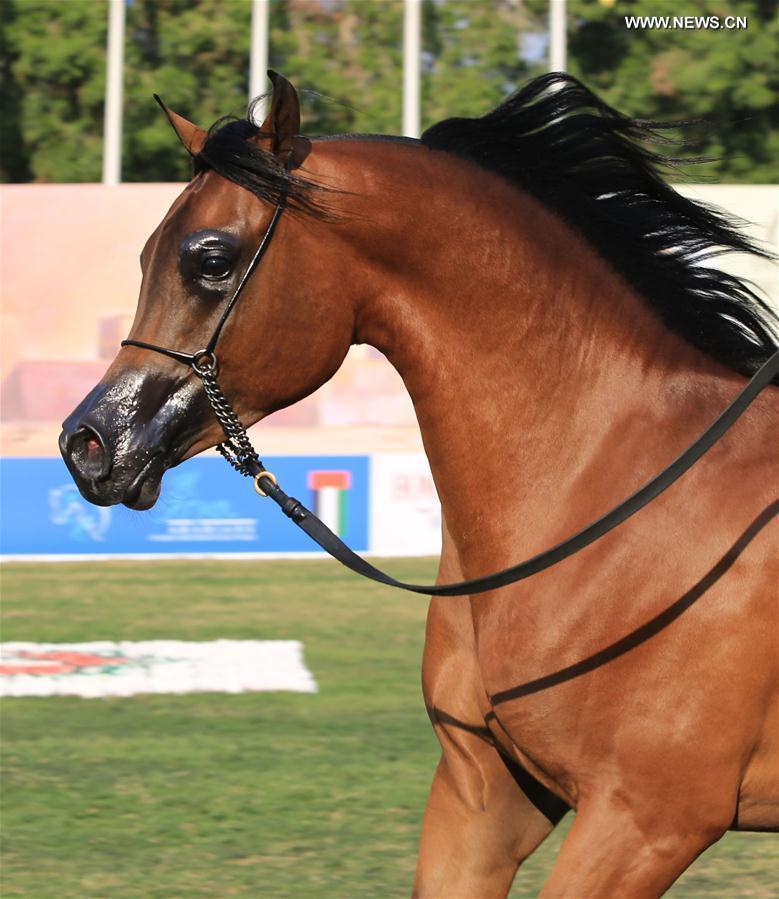 انطلاق بطولة أبوظبي الدولية لجمال الخيول العربية 2016