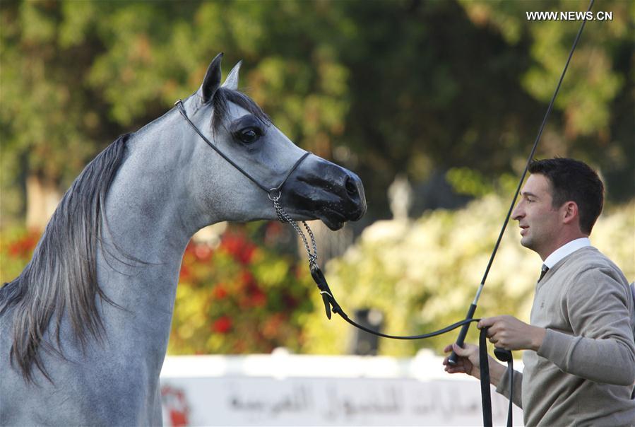 انطلاق بطولة أبوظبي الدولية لجمال الخيول العربية 2016