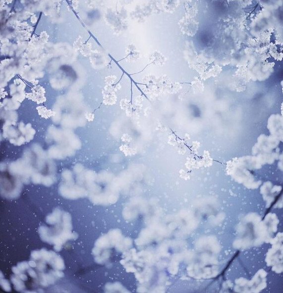  أكثر رومانسية...عندما تلتقي الثلوج  وأزهار الكرز