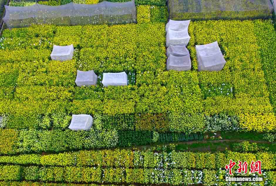 حقول زهور الكانولا تجذب الزوار بمقاطعة سيتشوان