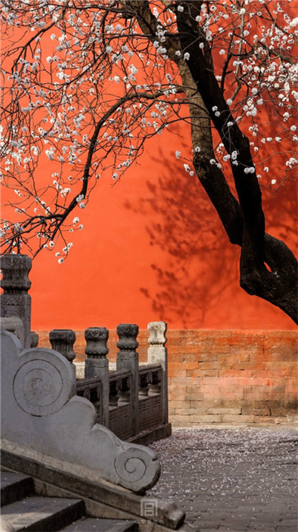 صور: تمازج بين لونين الابيض لزهرة المشمش والاحمر لجدار القصر الامبراطوري  تراوح بين  سحر الربيع والجو الرومانسي  