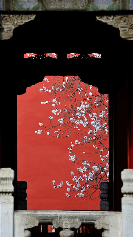 صور: تمازج بين لونين الابيض لزهرة المشمش والاحمر لجدار القصر الامبراطوري  تراوح بين  سحر الربيع والجو الرومانسي  