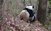 صور نادرة لـ"علاقة الحب" بين ذكر وأنثى الباندا 