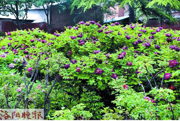 تفتح 256 زهرة فاوانيا على شجرة قديمة في وسط الصين