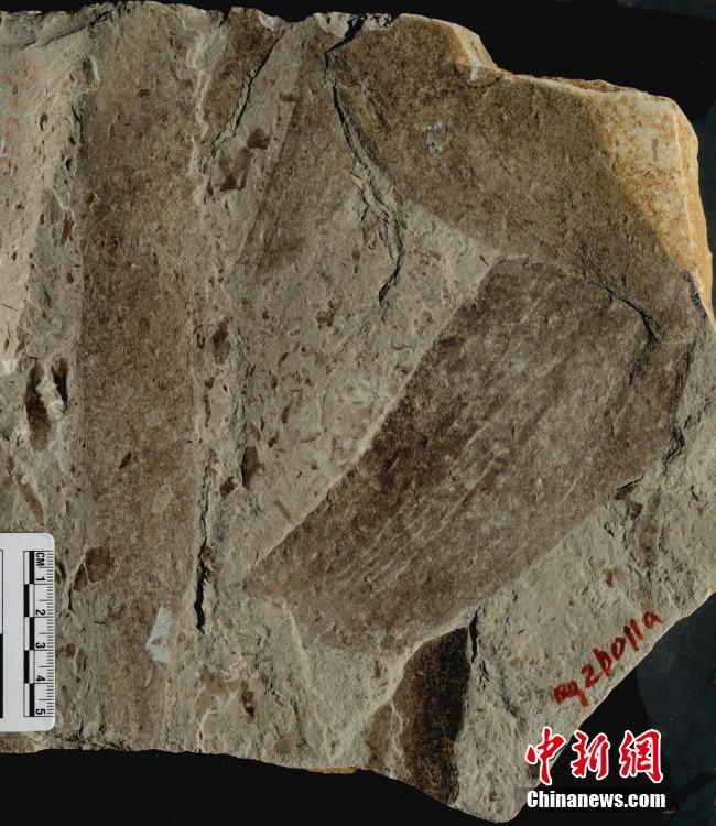 الصين تكتشف اقدم الأحافير في العالم للكائنات متعددة الخلايا
