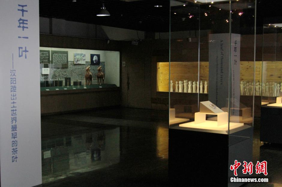 أقدم شاى فى العالم يعرض في متحف شانشي