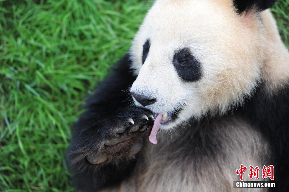 الباندا العملاقة تستقبل عيد قوارب التنين الصيني