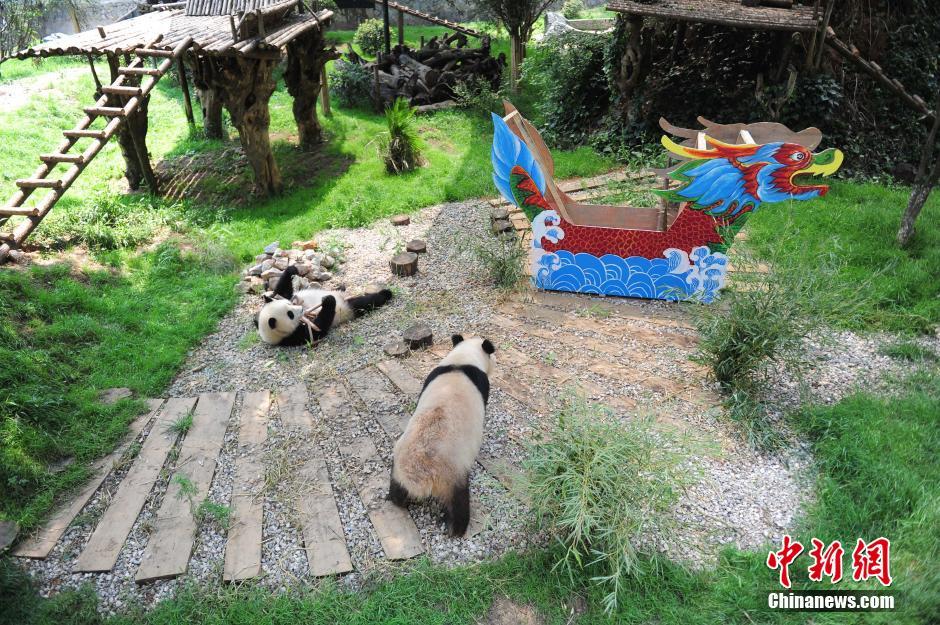 الباندا العملاقة تستقبل عيد قوارب التنين الصيني