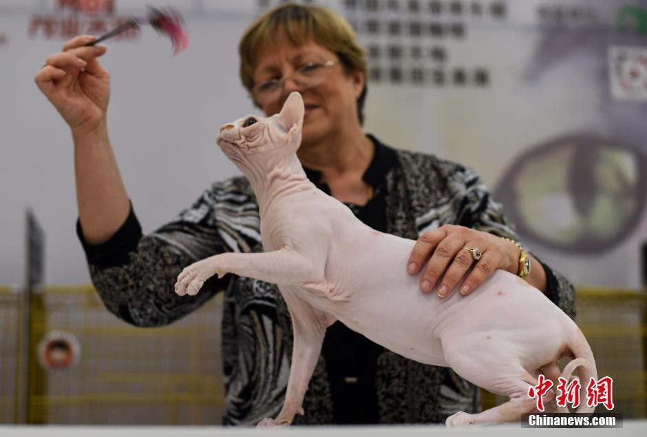 مسابقة القطط المشهورة فى تاييوان تجذب الأنظار