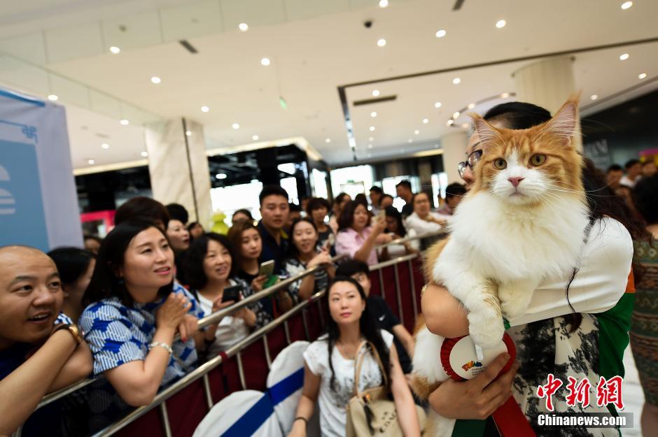 مسابقة القطط المشهورة فى تاييوان تجذب الأنظار