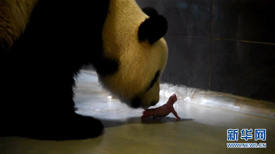 الباندا العملاقة شين شين .. 