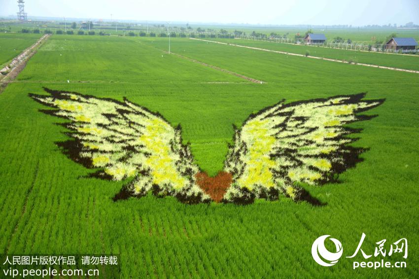 لوحات ثلاثية الأبعاد على حقول الأرز بشنيانغ