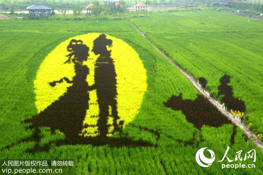 لوحات ثلاثية الأبعاد على حقول الأرز بشنيانغ
