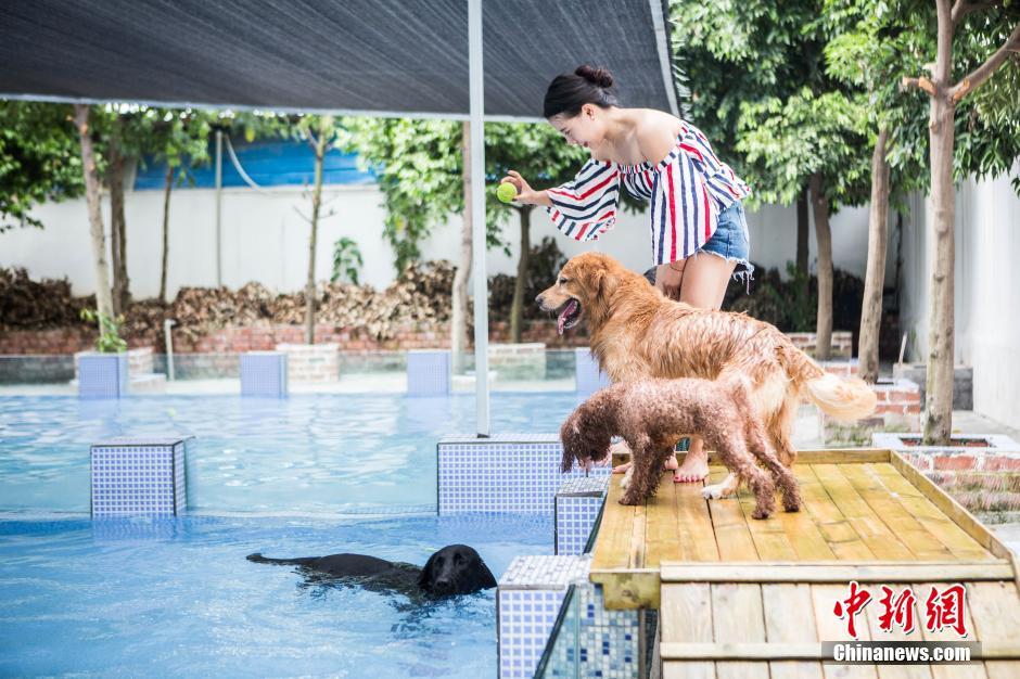 إقبال كبير على حوض سباحة للحيوانات الأليفة في تشنغدو