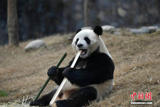 مصلحة الصين للغابات: الباندا العملاقة لا تزال مهددة بالانقراض