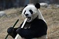 مصلحة الصين للغابات: الباندا العملاقة لا تزال مهددة بالانقراض