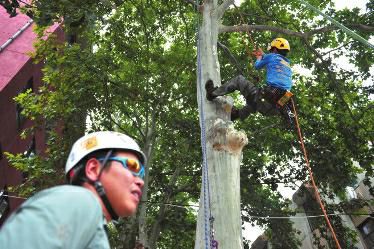 جامعة صينية تفتتح دروسا لتعليم تسلق الأشجار