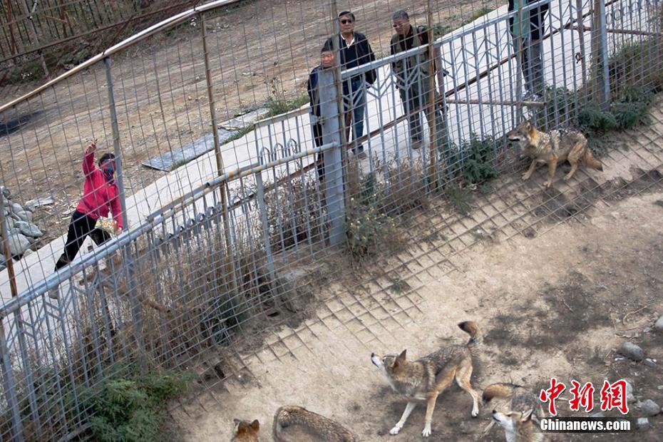 قصة بالصور: مربية شجاعة وقطيع من الذئاب