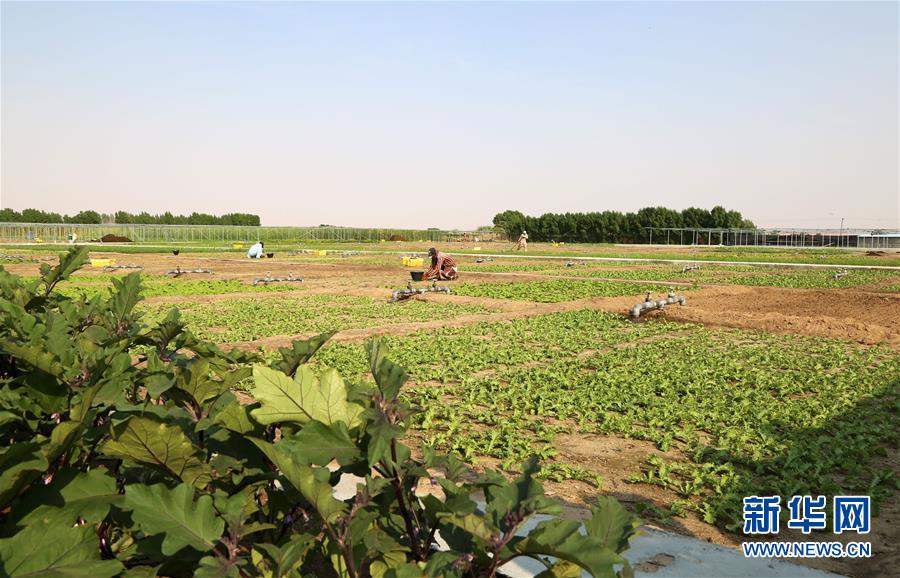 شركة صينية تبنى مزرعة خضراء فى صحراء دبي
