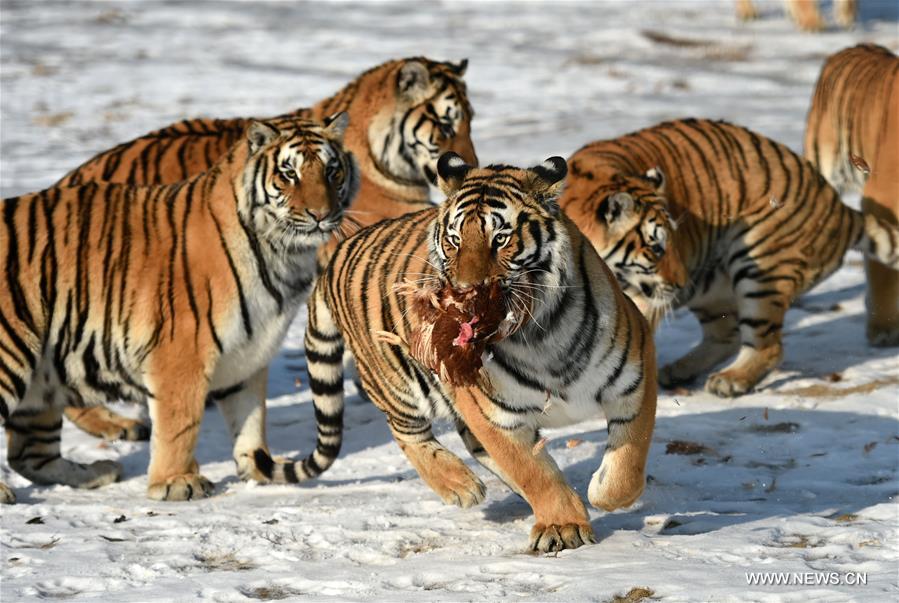 حديقة النمور السيبيرية في شمال شرقي الصين