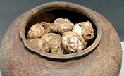 متحف بنانجينغ يعرض "بيض" يعود تاريخه إلى ما قبل 2800 عاما