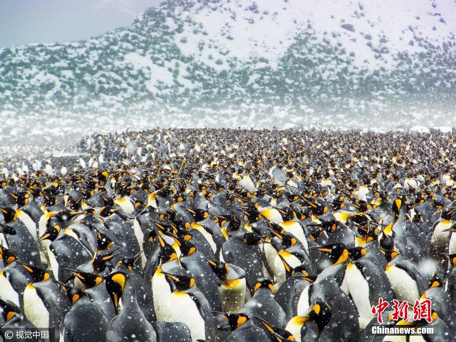 بالصور: 250 ألف بطريق يتجمع على شاطئ بالقطب الجنوبي