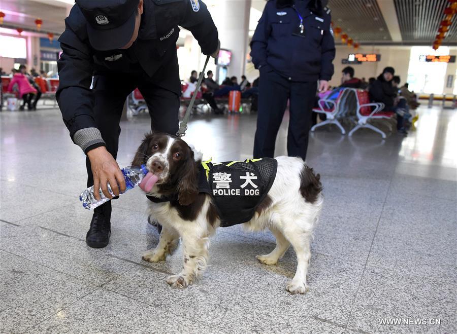 كلب الشرطة في شرقي الصين