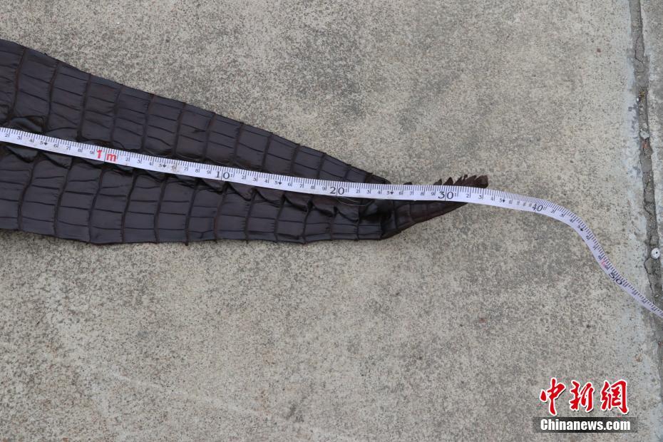 مصادرة أكثر من 1600 جلد تمساح فى الصين