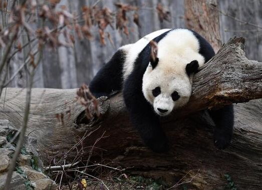 الباندا العملاقة المولودة خارج الصين تواجه تحديات بعد الرجوع لموطنها