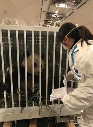 الباندا العملاقة المولودة خارج الصين تواجه تحديات بعد الرجوع لموطنها