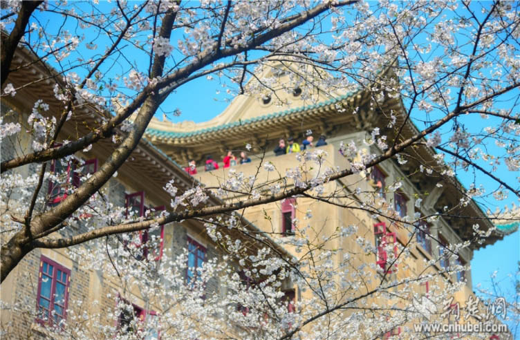 بالصور..  التمتع  بزهور الكرز في جامعة ووهان في مارس