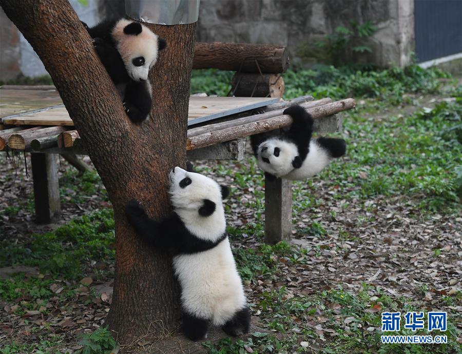 ثلاثة جراء باندا في حديقة  تشونغتشينغ يستقبلون الزائرين لأول مرة