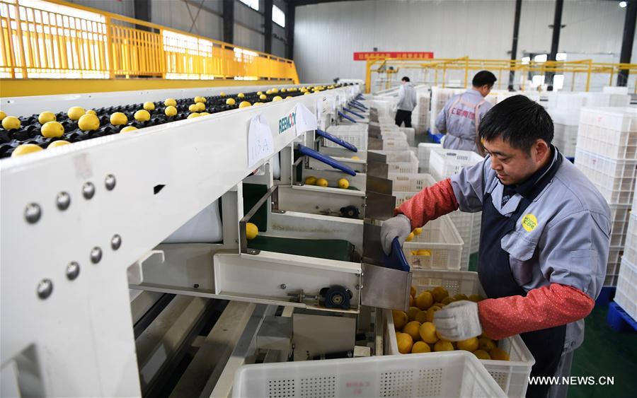 مقالة:في تونغنان، الليمون ليس مجرد ليمون!