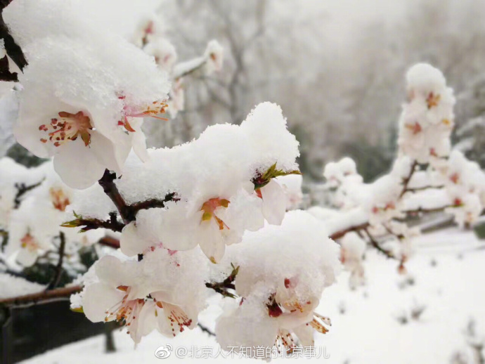 بكين: عندما تتقابل موسم الزهور بثلوج الربيع