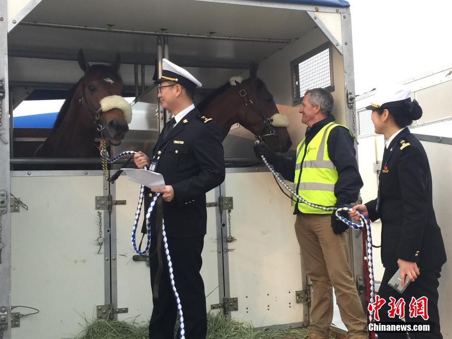 وصول 47 حصانا أصيلا من الإمارات إلى مدينة تشنغدو