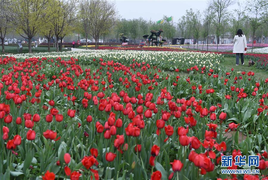 تزهر زهور الخزامي بحديقة بكين الدولية للزهور