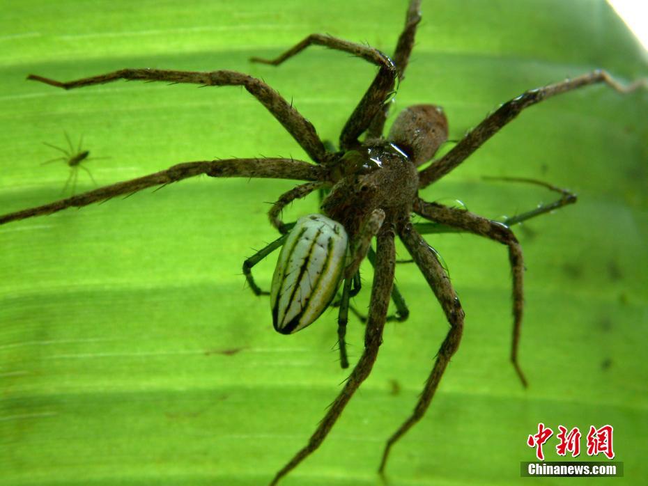 بالصور: معرض العناكب الحية يجذب الزوار في تشنغدو