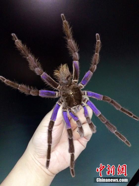 بالصور: معرض العناكب الحية يجذب الزوار في تشنغدو
