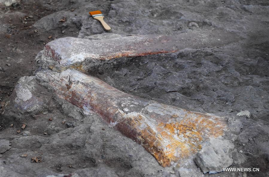 اكتشاف احفور تمساح كامل في شمال شرقي الصين