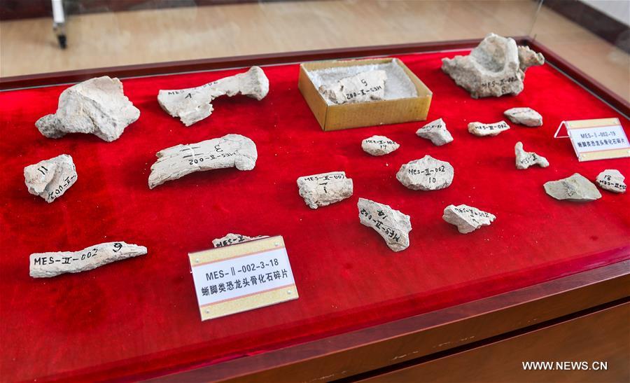 اكتشاف احفور تمساح كامل في شمال شرقي الصين