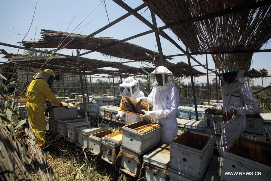 تحقيق إخباري: نحال طموح يسعى لإحياء مجد مصر القديم في صناعة العسل