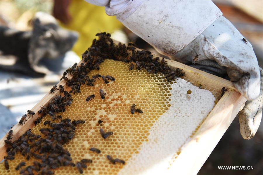 تحقيق إخباري: نحال طموح يسعى لإحياء مجد مصر القديم في صناعة العسل