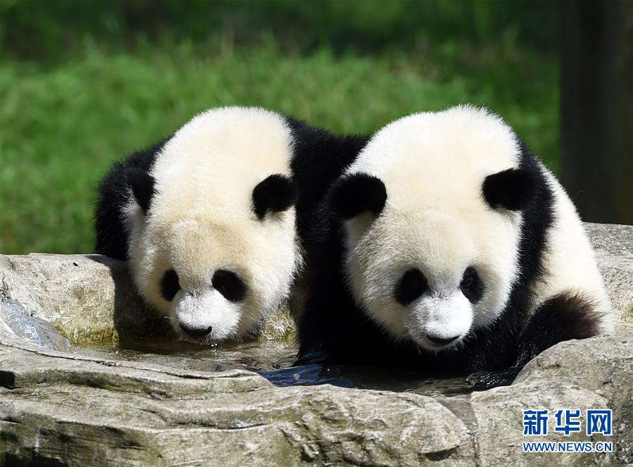 حديقة الحيوانات بمدينة تشونغتشينغ  تقيم حفلة عيد ميلاد  بندا التوأم 