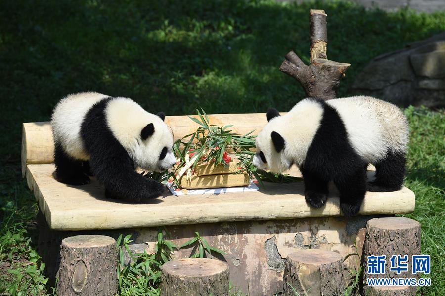 حديقة الحيوانات بمدينة تشونغتشينغ  تقيم حفلة عيد ميلاد  بندا التوأم 